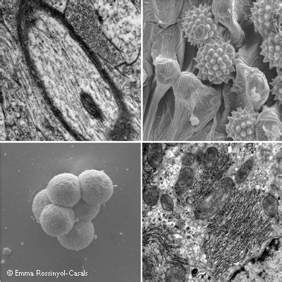Fundamentals of Scanning Electron Microscopy in Life Science .